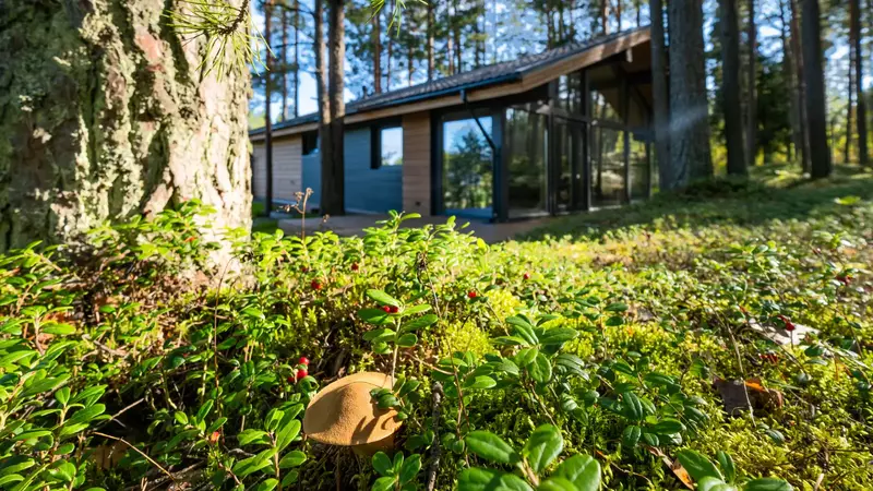 Готовый дом NORD-110 в окружении леса